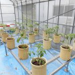 トマトの定植(3) ポットに植えたトマト