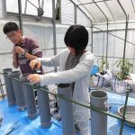 水田土壌のカラム実験 (2) 実験用カラムを実験用ビニルハウス内に設置