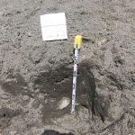 堂ヶ山町の水田での土壌調査(3) 土壌断面の様子
