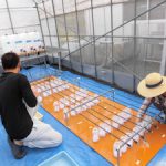 温泉水自動灌漑装置の給水量を検定(1)