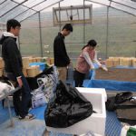 イネ栽培実験用カラム設置(1)