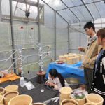イネ栽培実験用カラム設置(4)