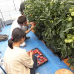 トマト収穫(2)
